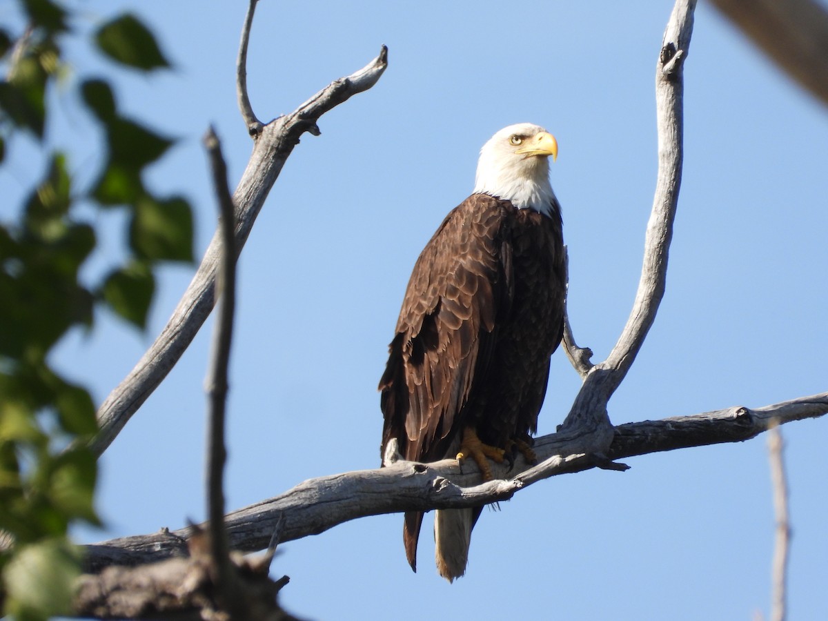 Bald Eagle - Tom Wuenschell