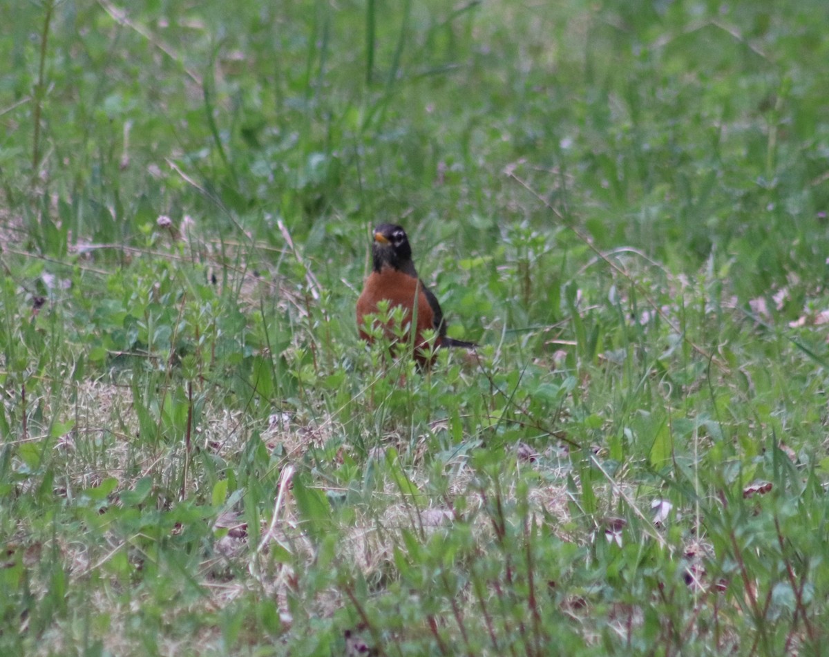 American Robin - Cindy Grimes