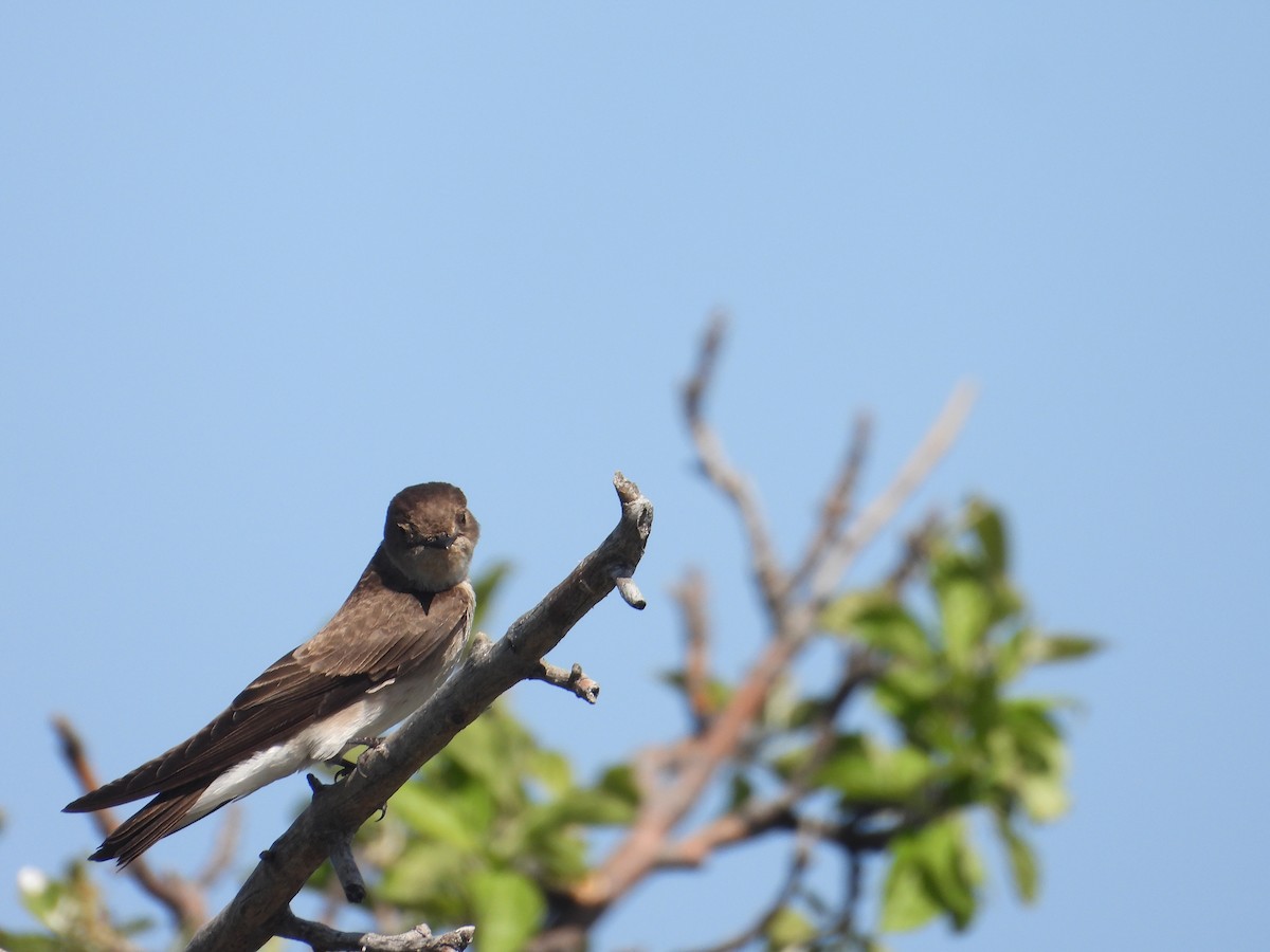 Northern Rough-winged Swallow - Tom Wuenschell