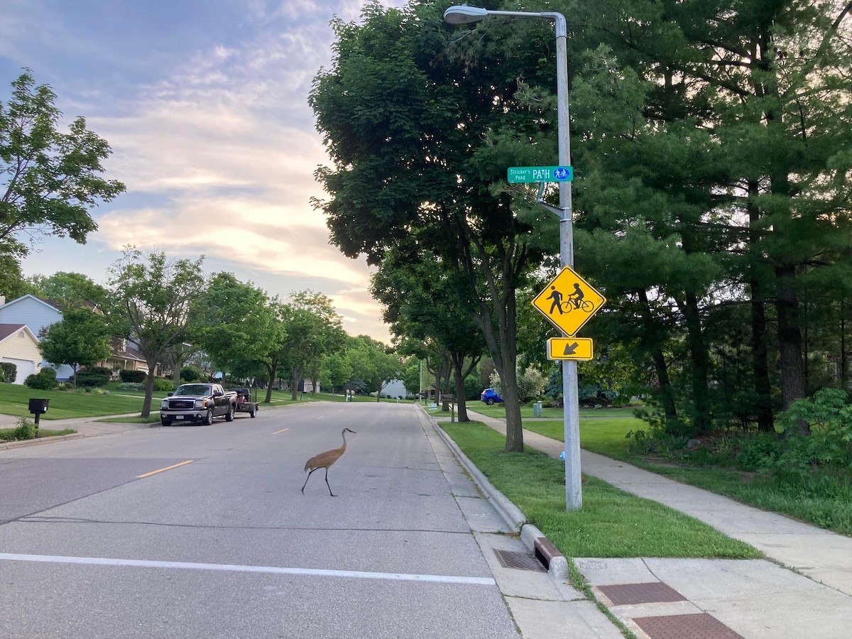 Sandhill Crane - ML619261686