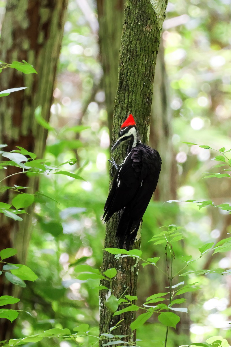 Pileated Woodpecker - Hsing Min