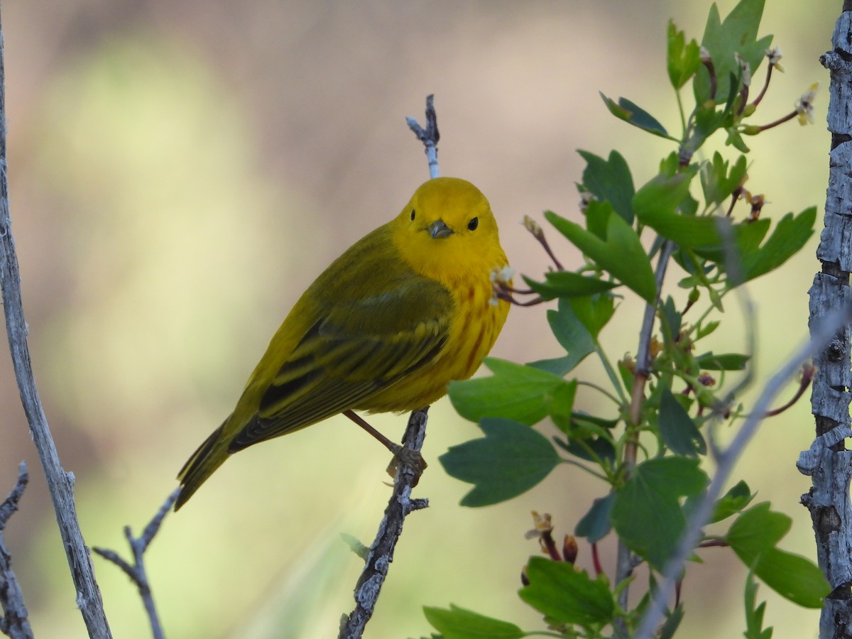 Yellow Warbler - Tom Wuenschell