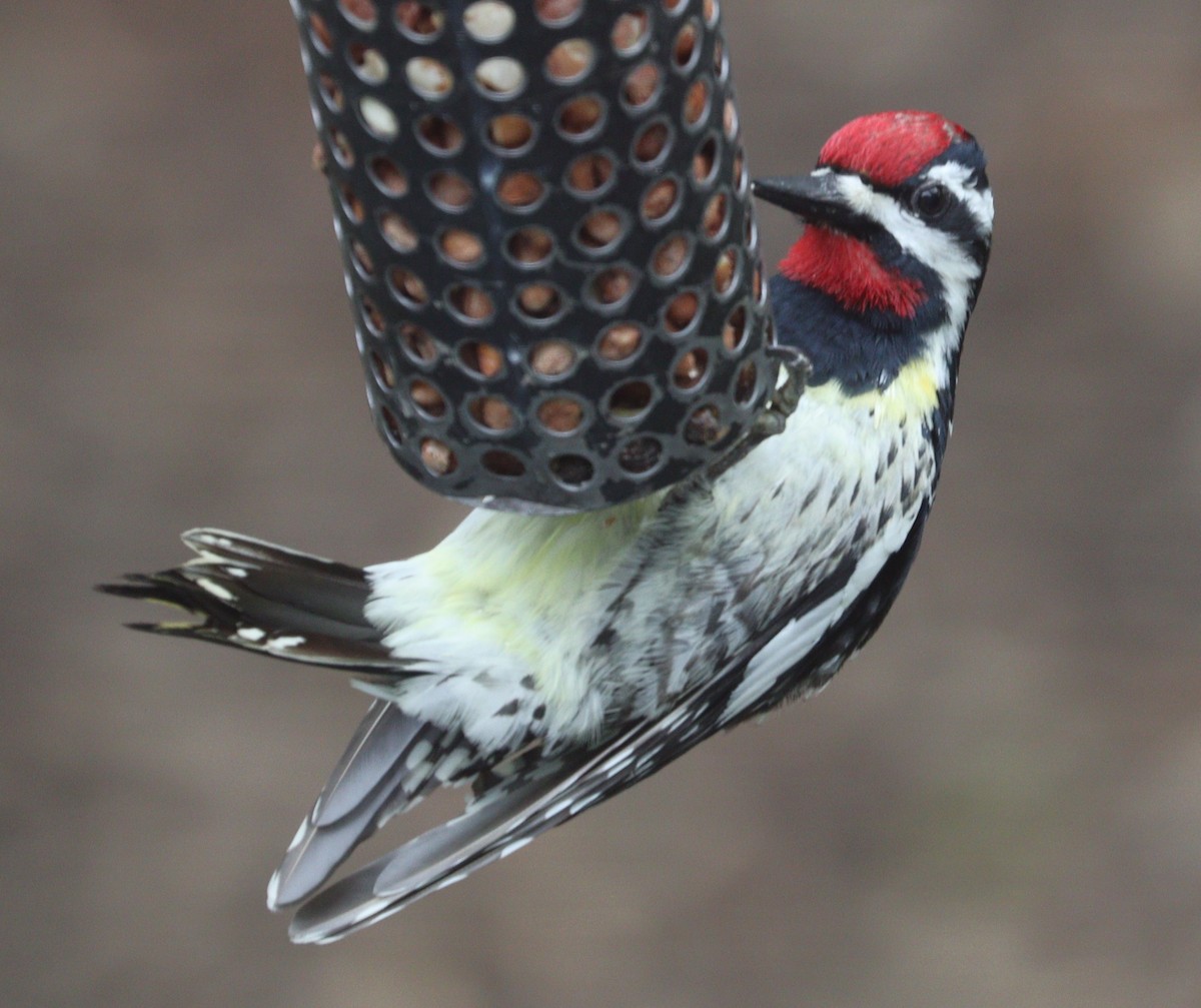 Yellow-bellied Sapsucker - Hélène Crête