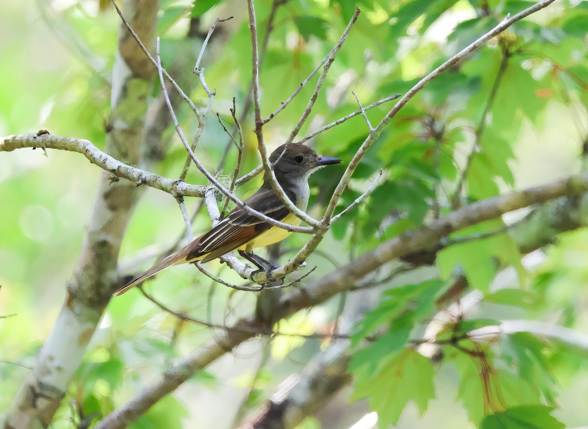 Great Crested Flycatcher - Hsing Min