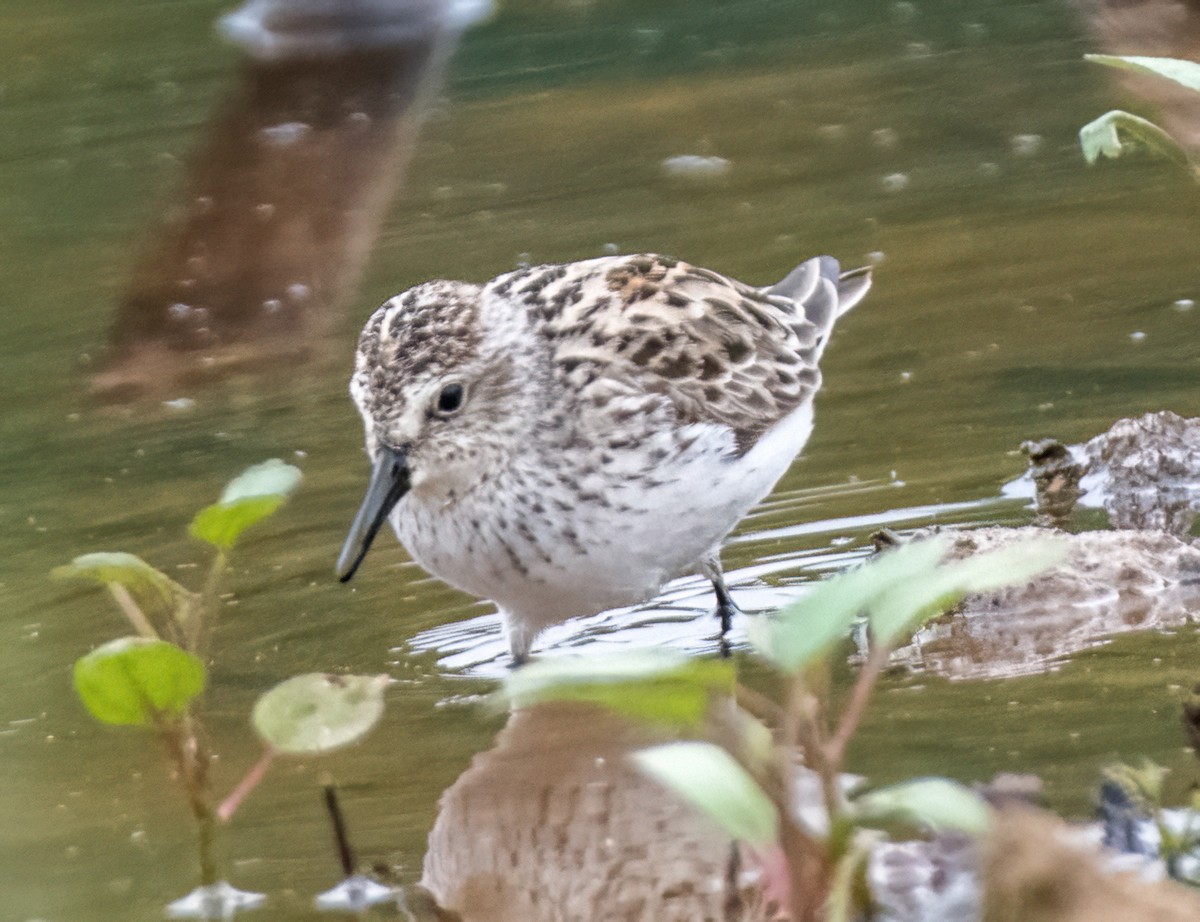 Semipalmated Sandpiper - Gregg Petersen