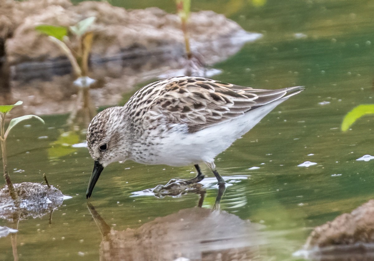 Semipalmated Sandpiper - Gregg Petersen