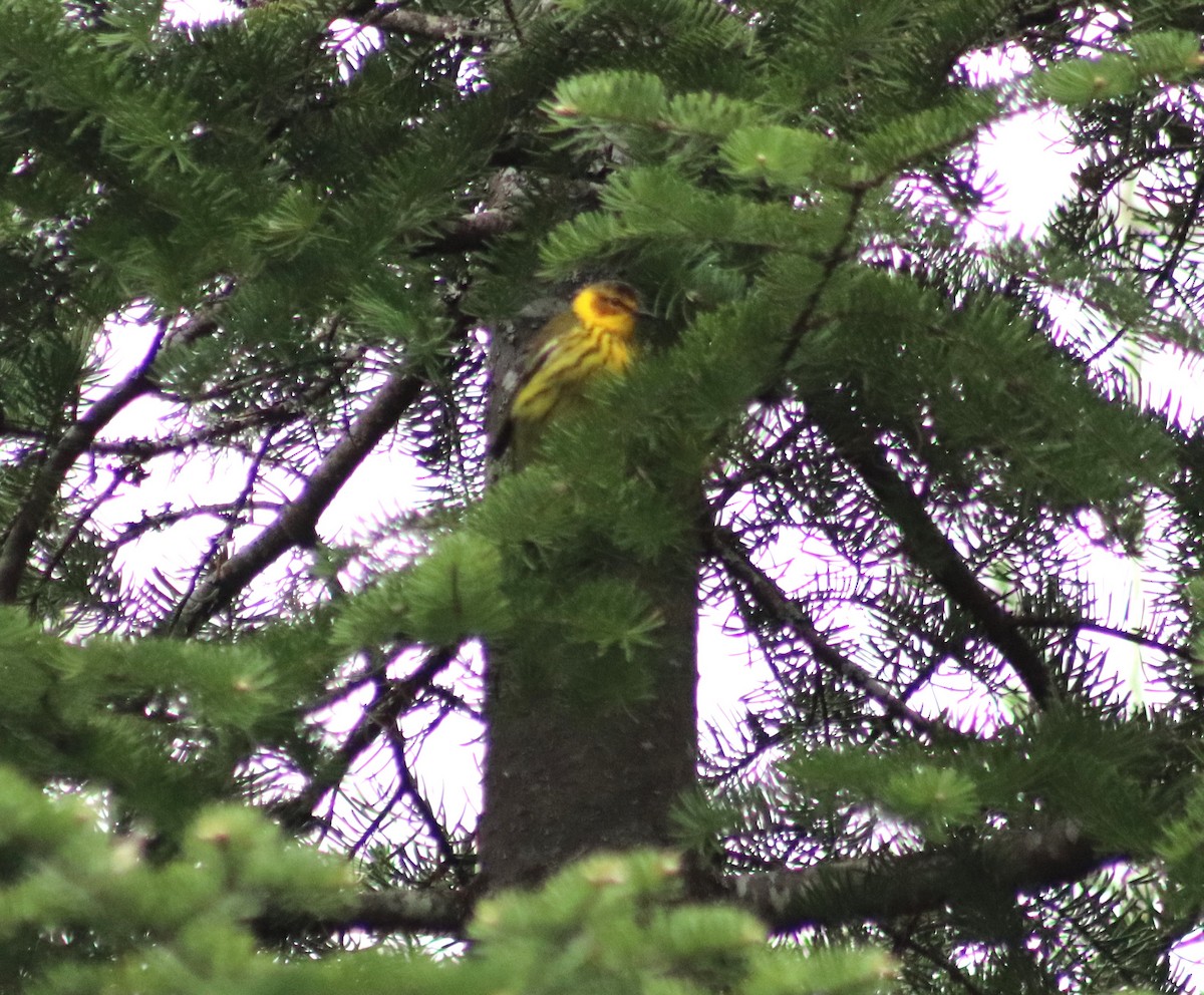 Cape May Warbler - Cindy Grimes