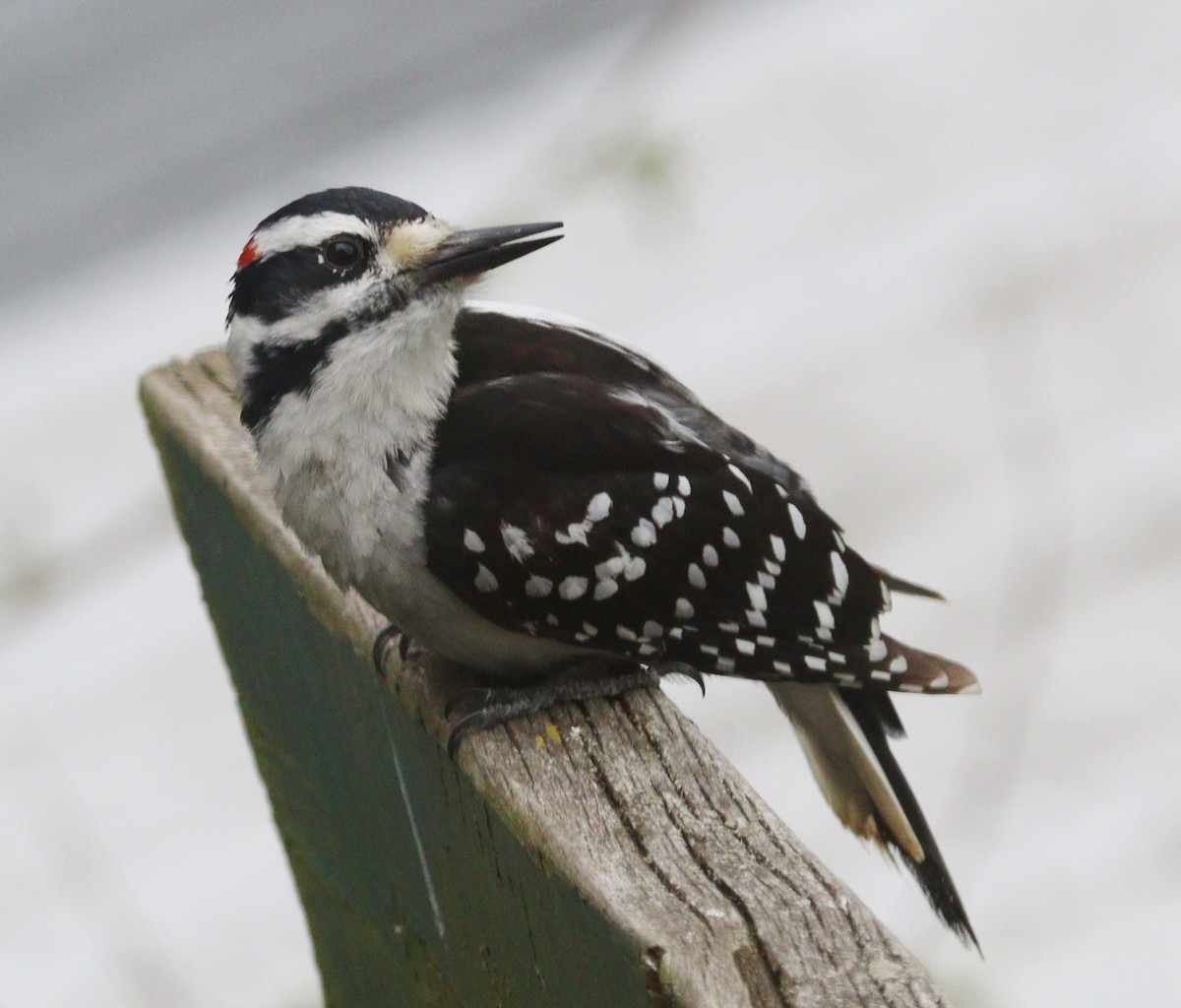 Hairy Woodpecker - Hélène Crête