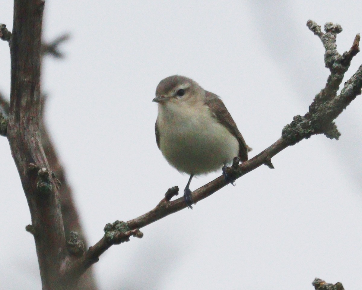 Warbling Vireo - Hélène Crête