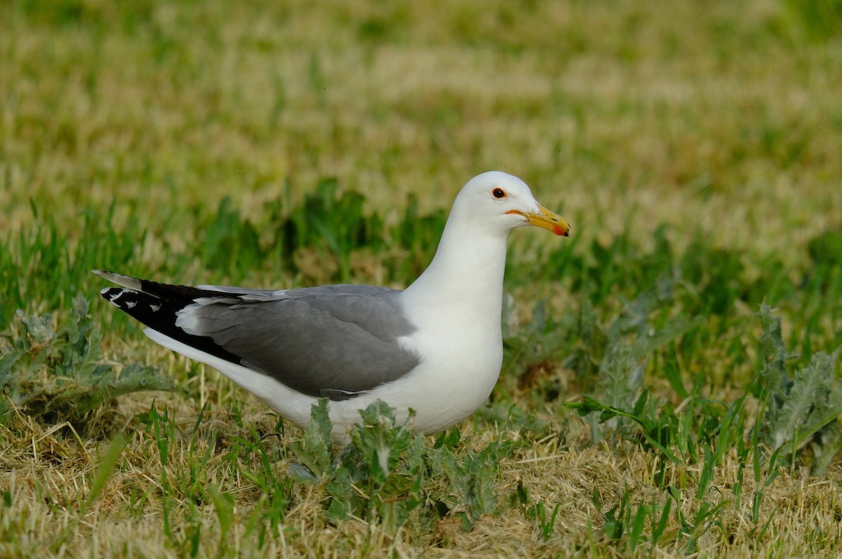 Gaviota Californiana - ML619261731