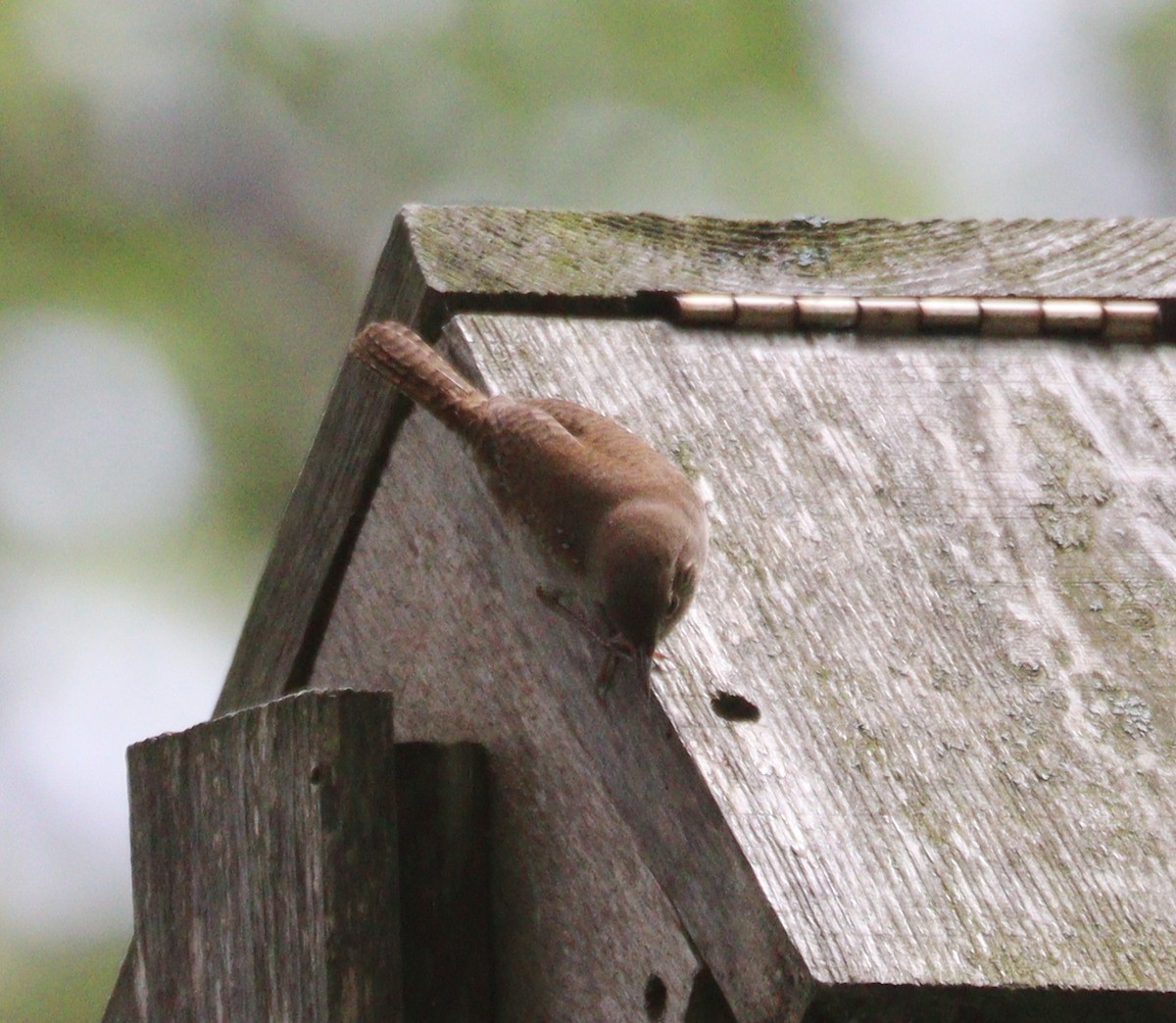 House Wren - Hélène Crête