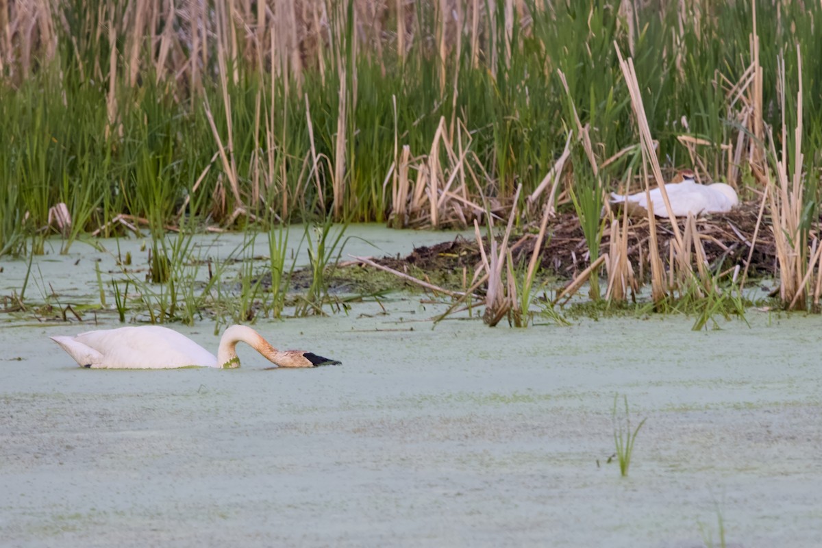 Trumpeter Swan - ML619261752