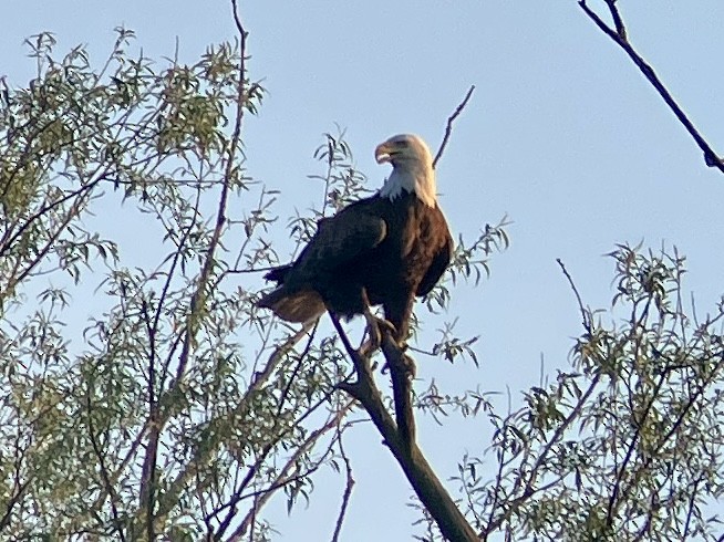 Bald Eagle - ML619261754