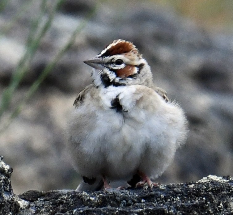 Lark Sparrow - ML619261755