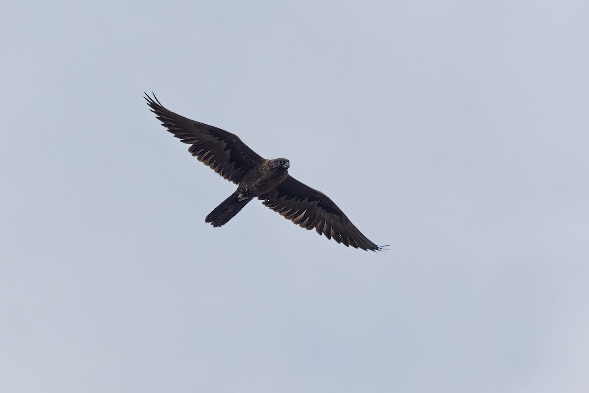 Black Falcon - Darren Hibberd