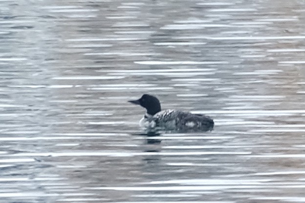 Common Loon - Anita Gould