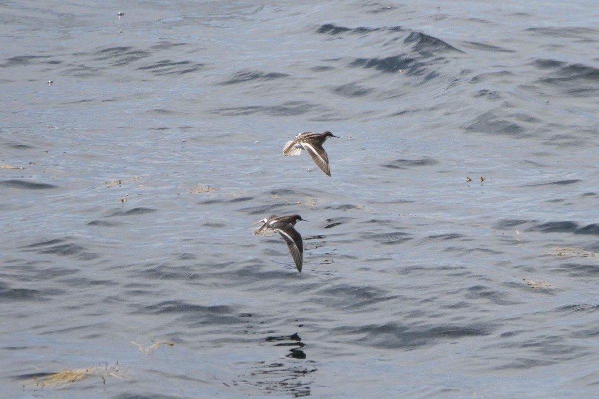 Red-necked Phalarope - ML619261777