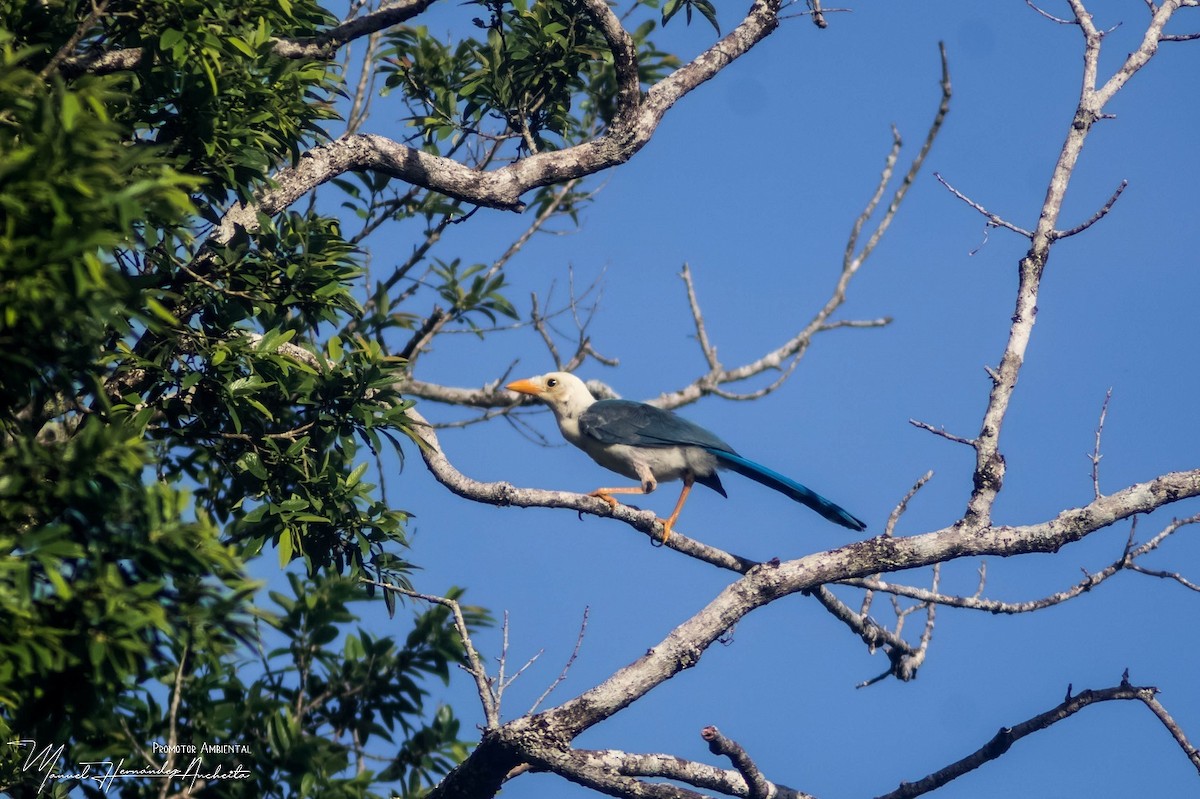 Yucatan Jay - ML619261779