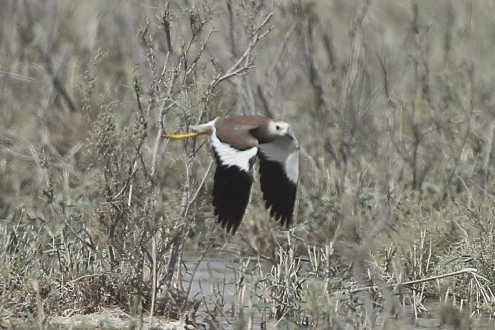 White-tailed Lapwing - Mohammed Alazmi