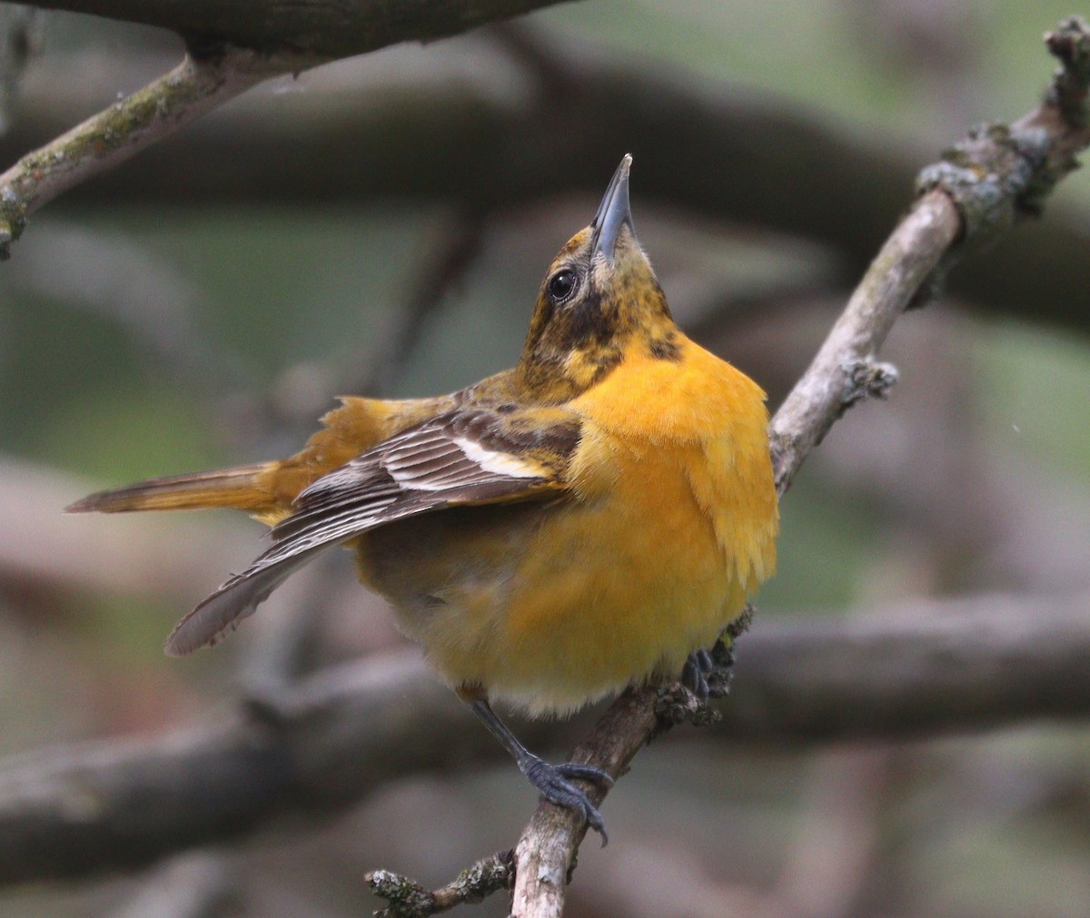 Baltimore Oriole - Hélène Crête