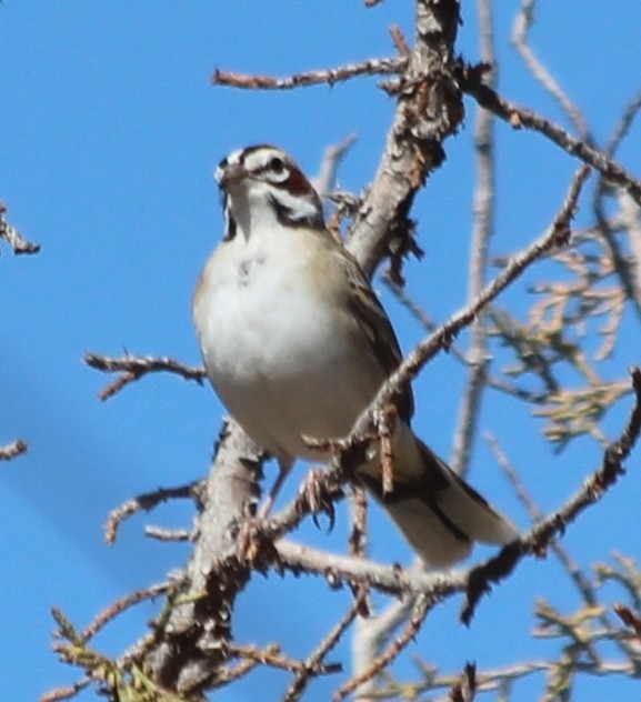 Lark Sparrow - ML619261803