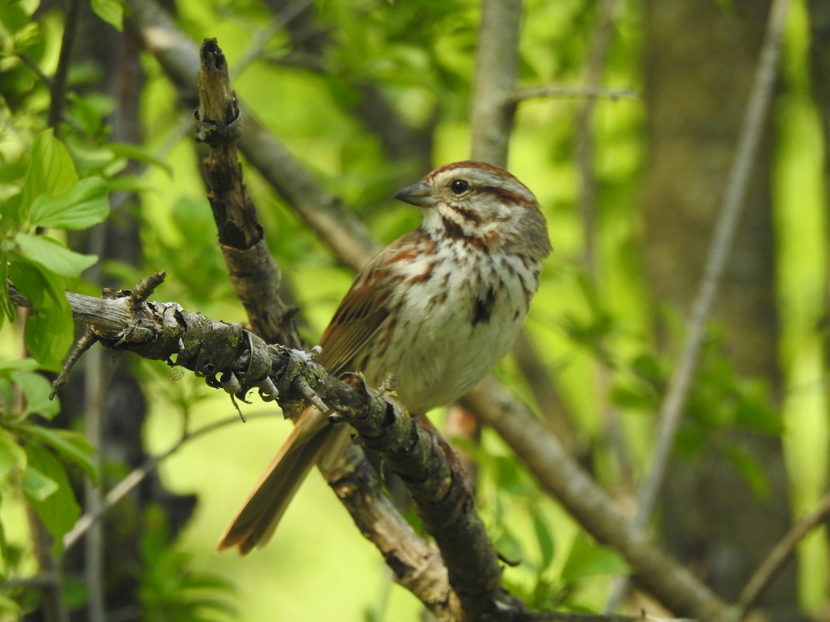 Song Sparrow - ML619261806