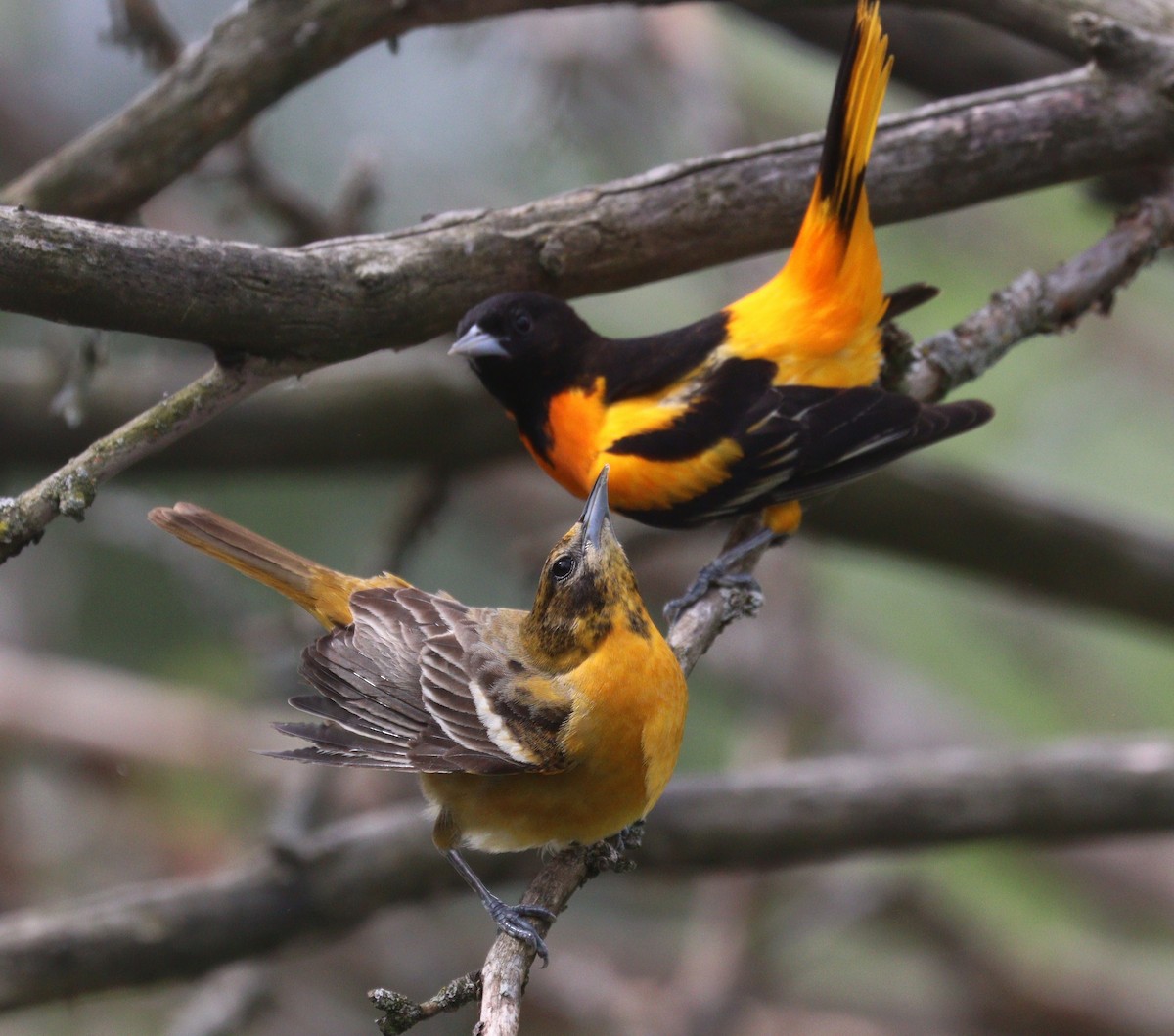 Baltimore Oriole - Hélène Crête