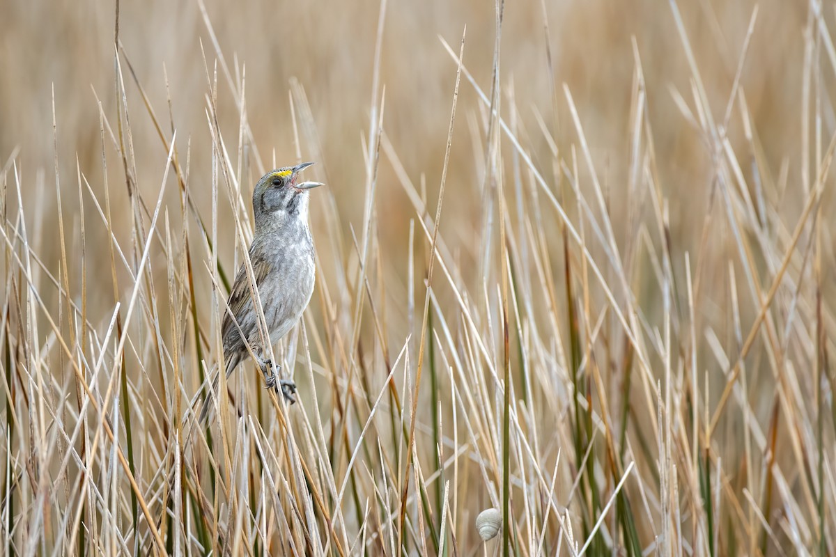 Seaside Sparrow - Ryan Douglas