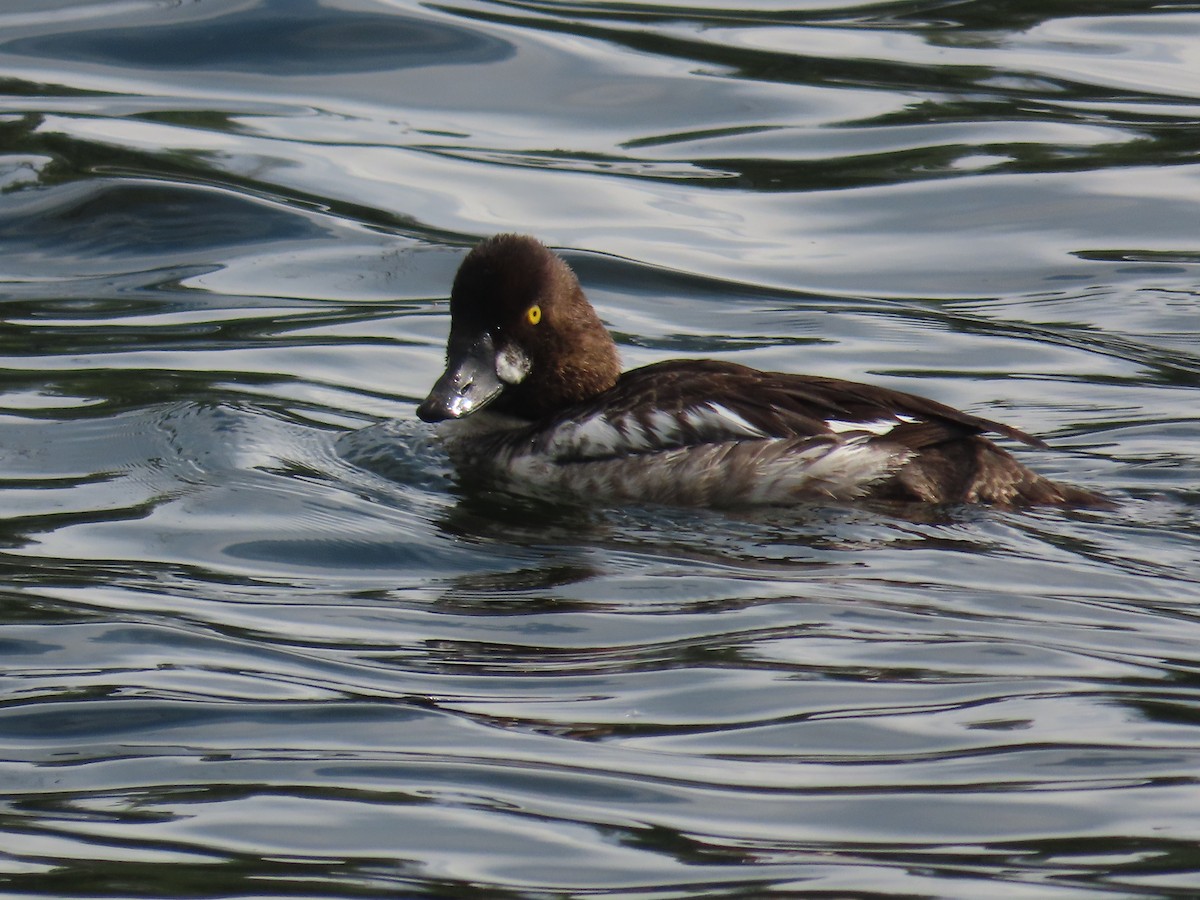 Common Goldeneye - Mabel Bredahl