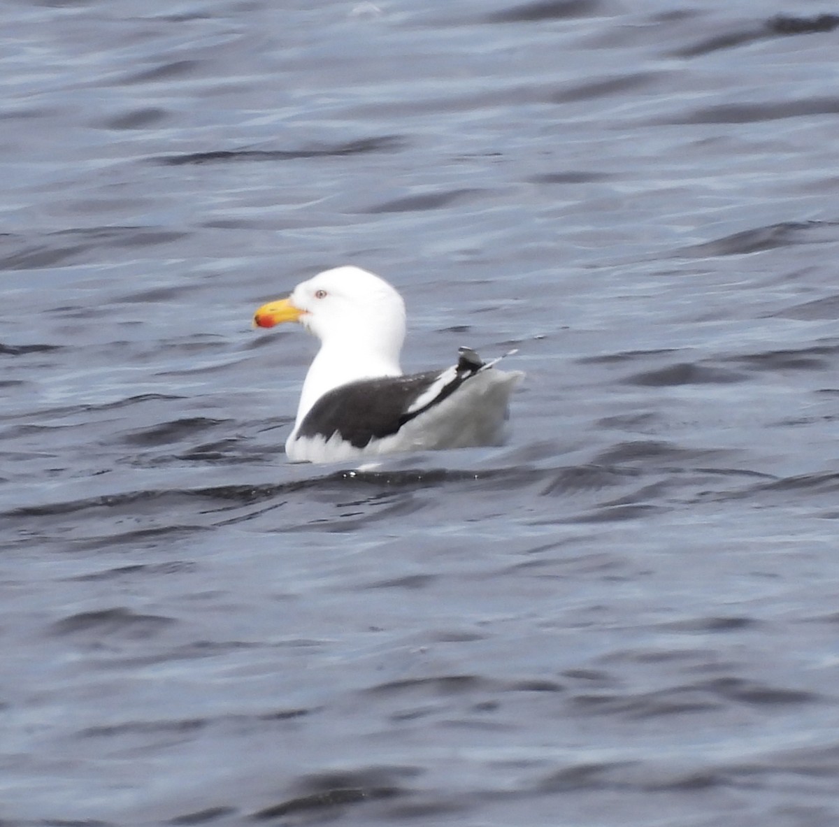 Great Black-backed Gull - Rhonda Langelaan