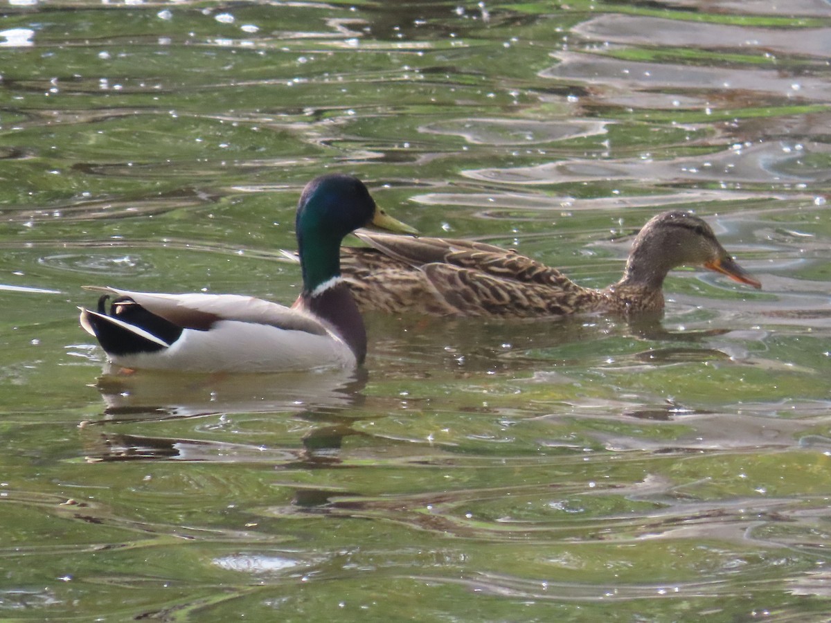 Mallard - Mabel Bredahl