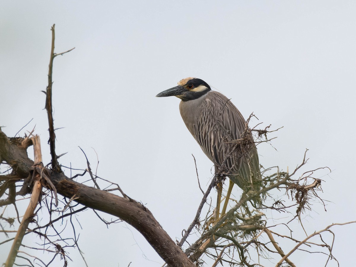 Yellow-crowned Night Heron - ML619261829