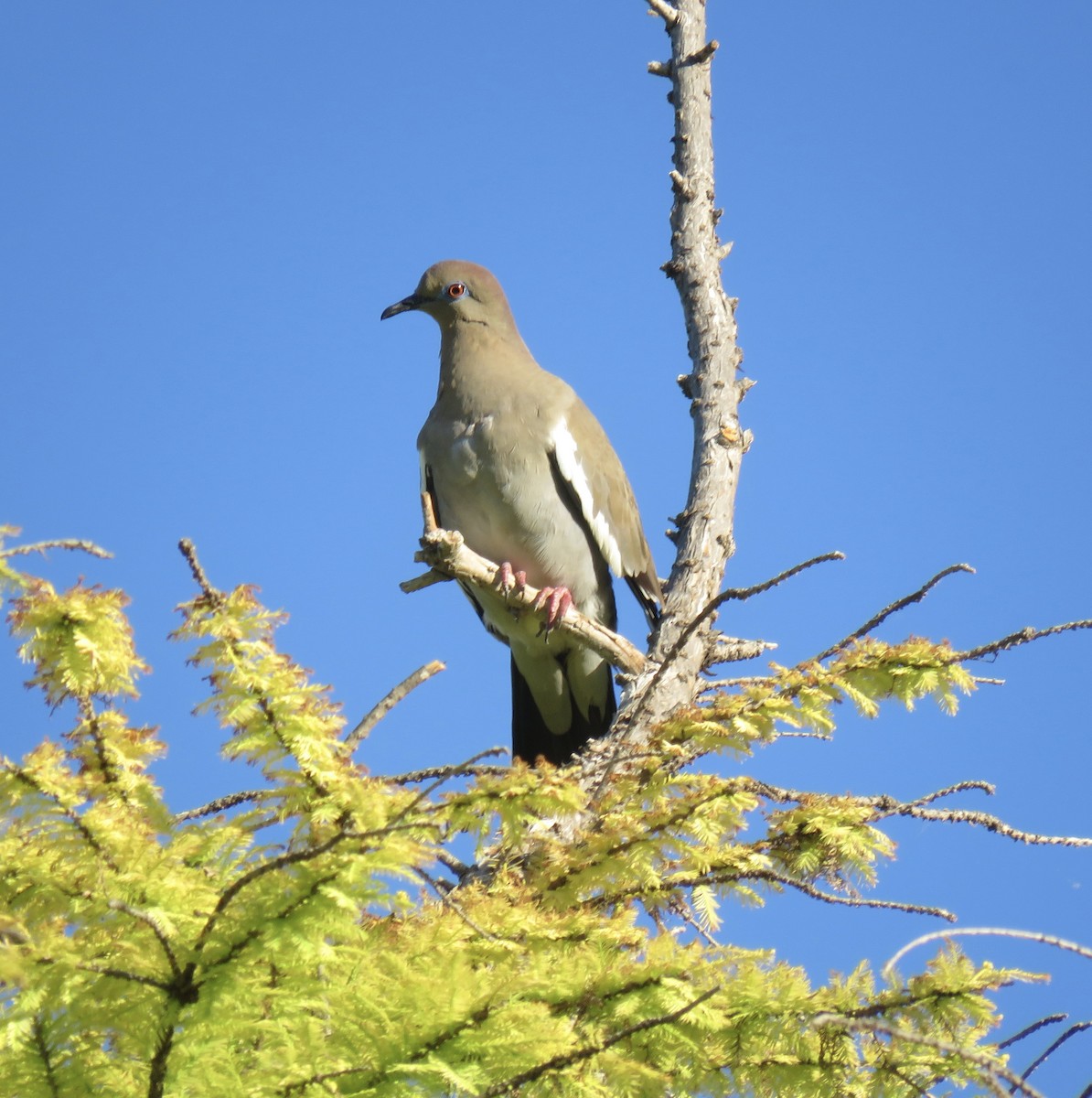 White-winged Dove - ML619261832