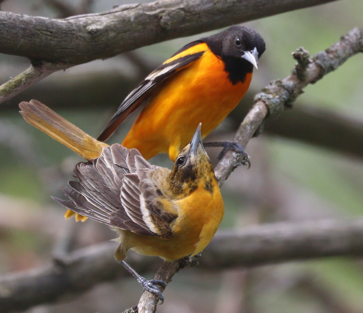 Baltimore Oriole - Hélène Crête