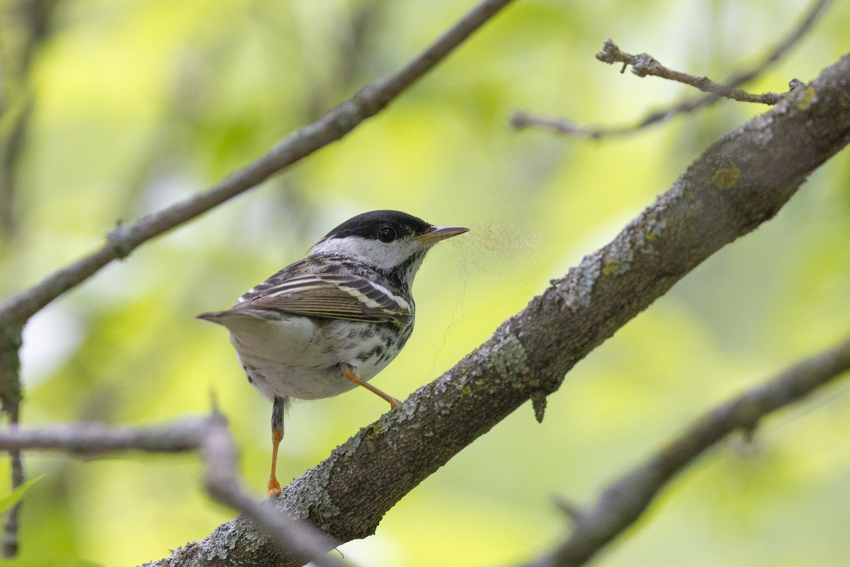 Blackpoll Warbler - Kalvin Chan