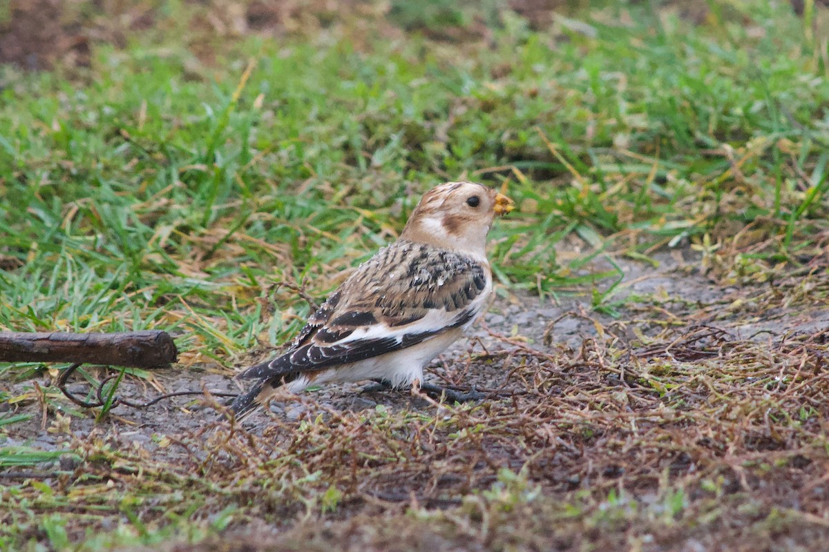 Snow Bunting - Sarah Bonnett