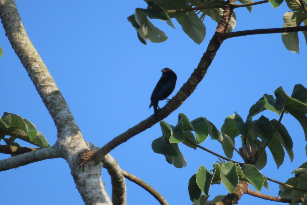 Bronzed Cowbird - David Brinkman