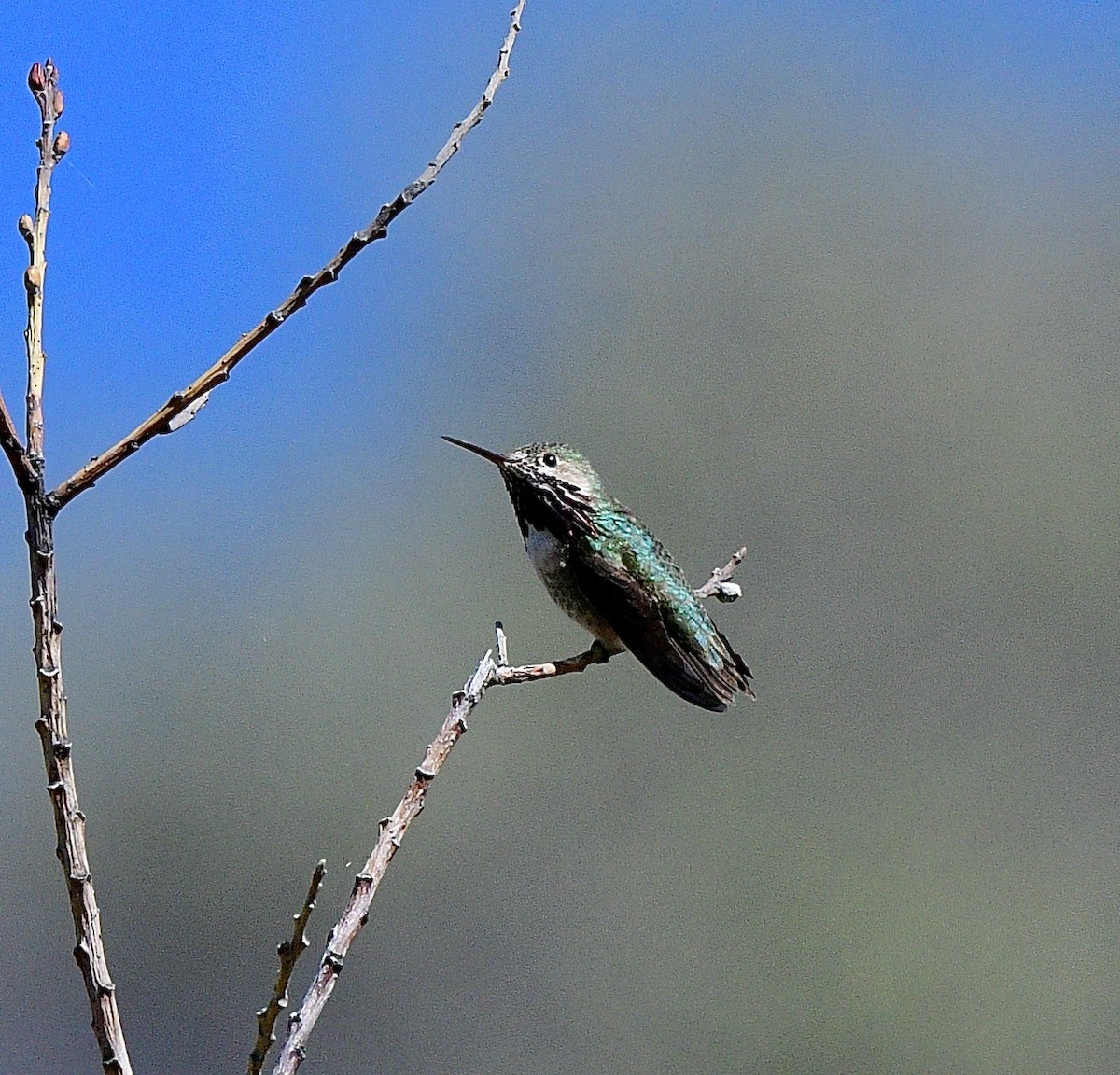 Calliope Hummingbird - Norman Eshoo