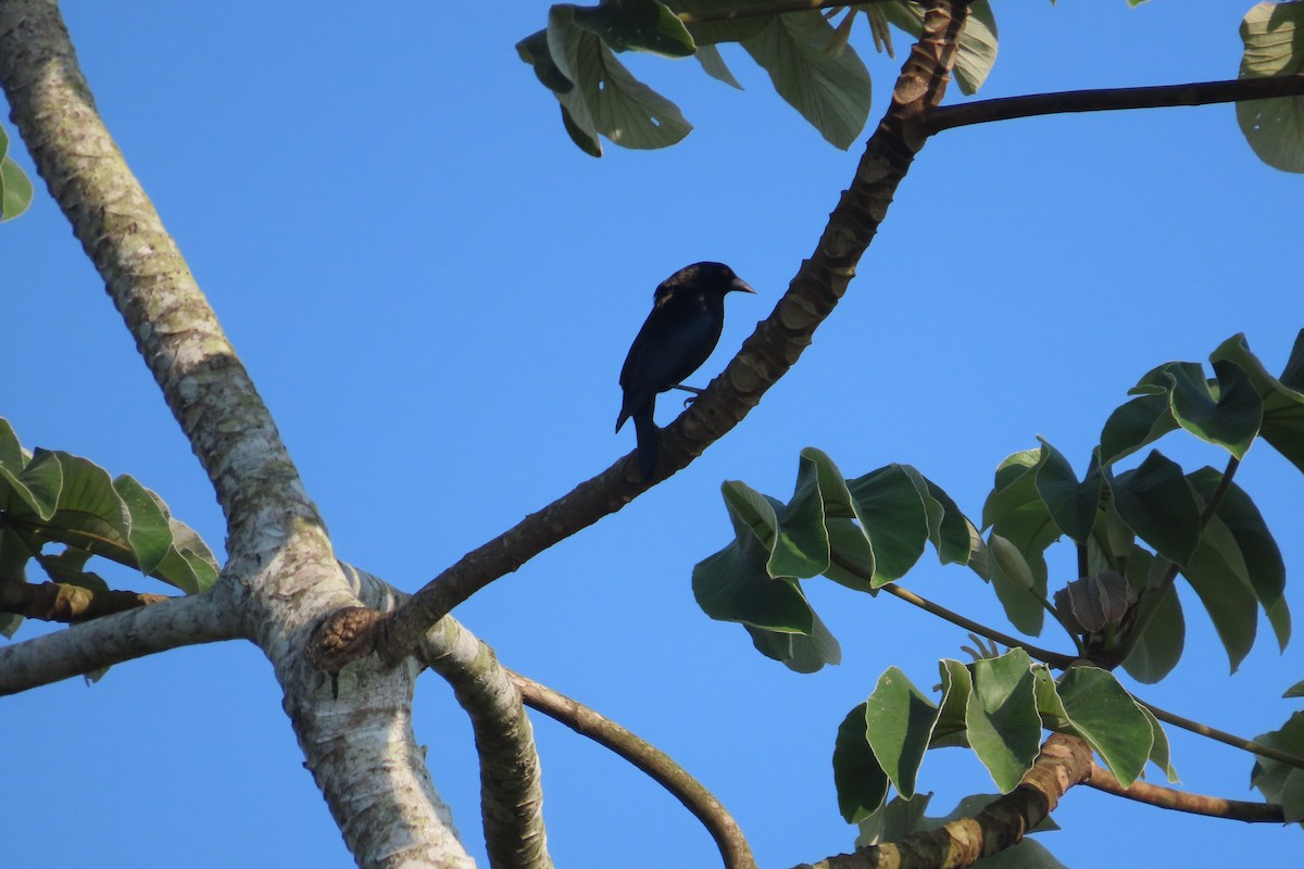 Bronzed Cowbird - David Brinkman