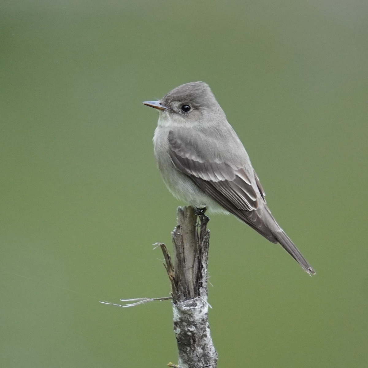 Western Wood-Pewee - Matthew Mottern