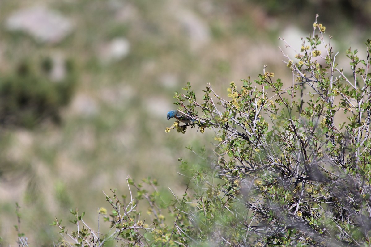 Lazuli Bunting - Grant Beverage