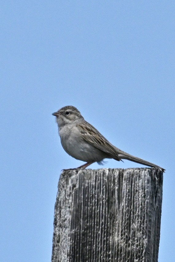 Brewer's Sparrow - Faye Spencer