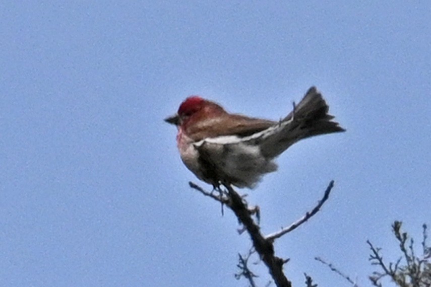 Cassin's Finch - Faye Spencer