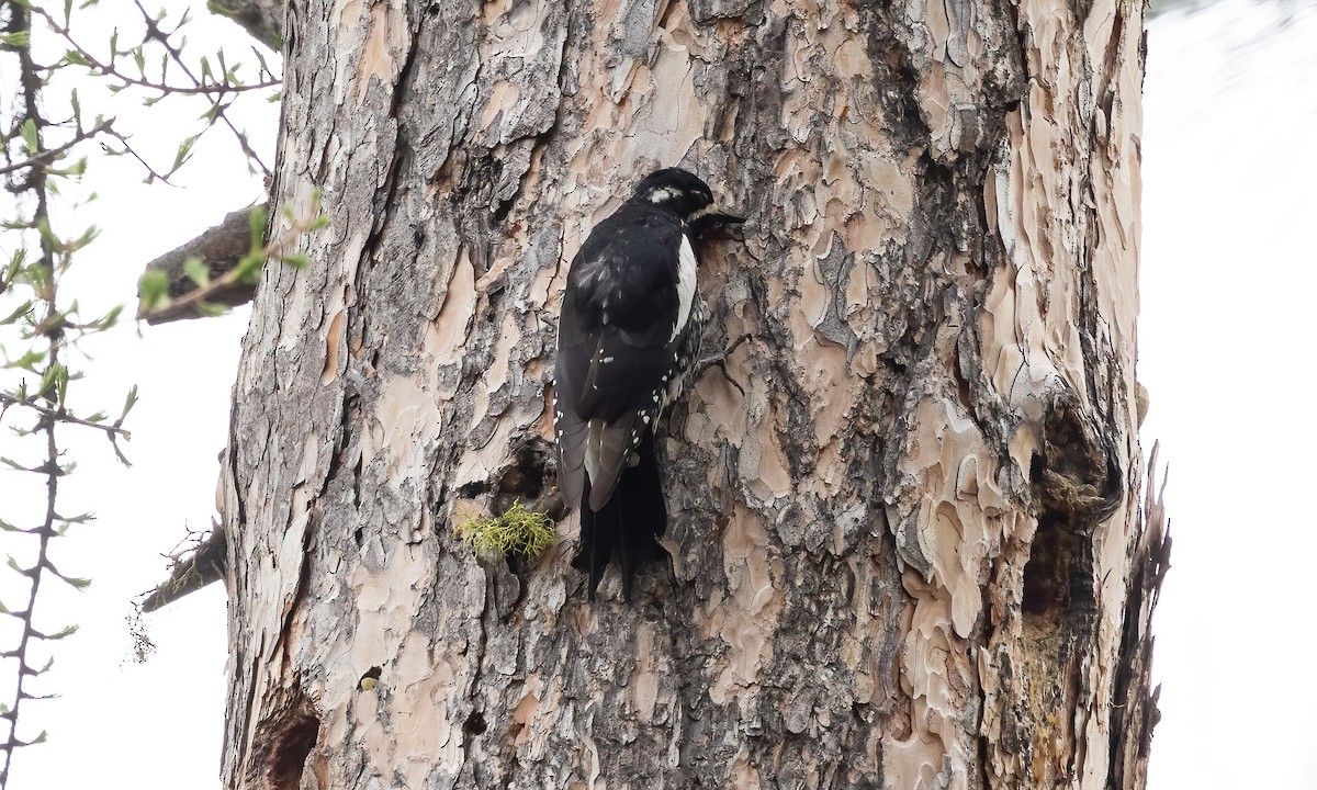 Williamson's Sapsucker - Paul Fenwick