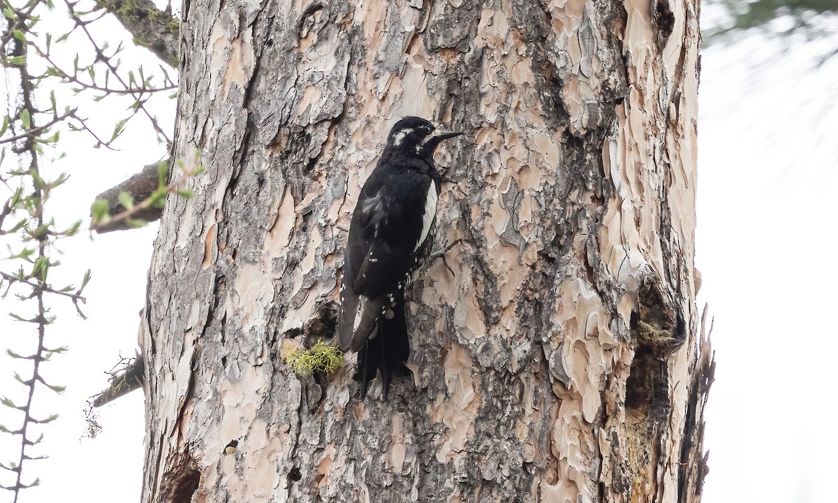 Williamson's Sapsucker - Paul Fenwick