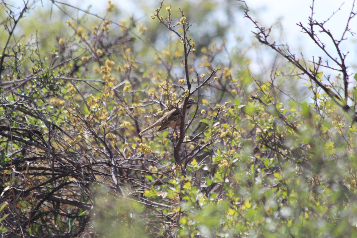 Lark Sparrow - Grant Beverage