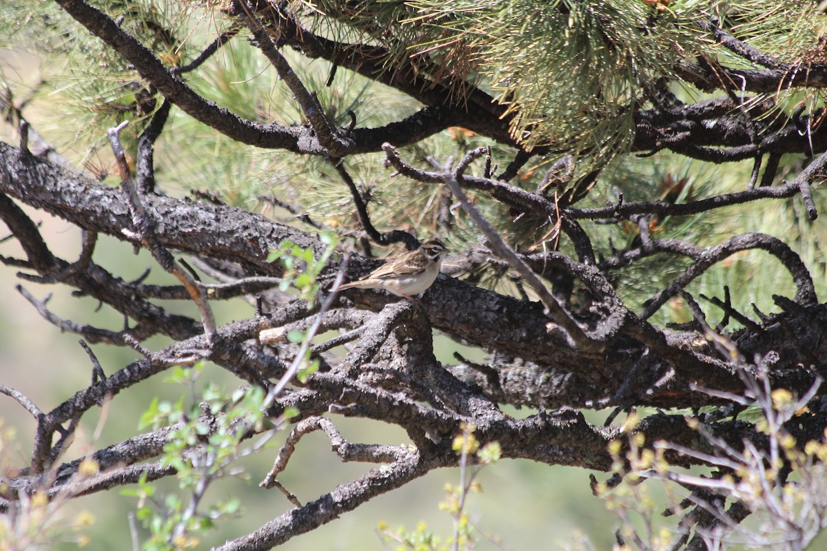 Lark Sparrow - ML619261932