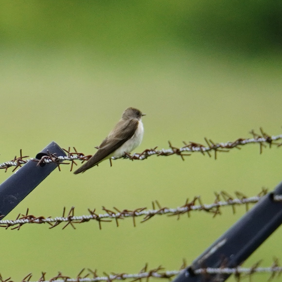 Northern Rough-winged Swallow - Matthew Mottern