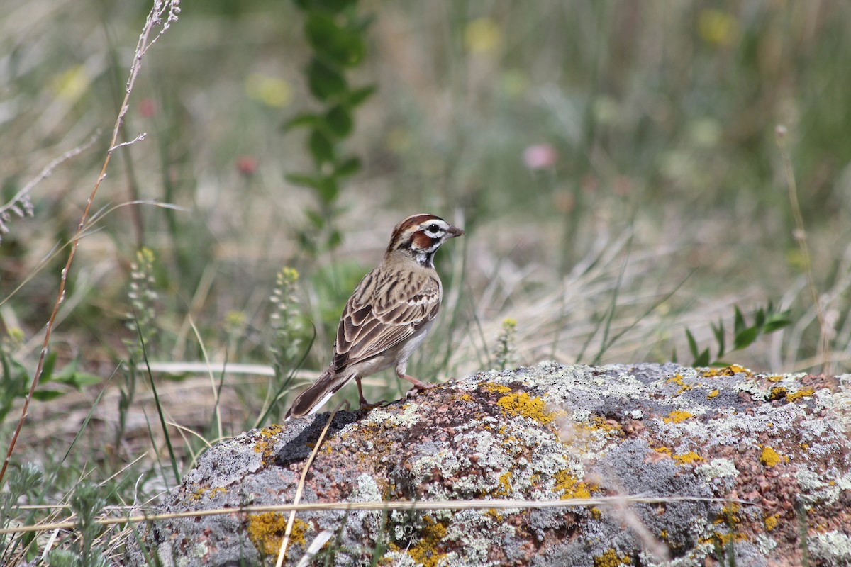 Lark Sparrow - ML619261959