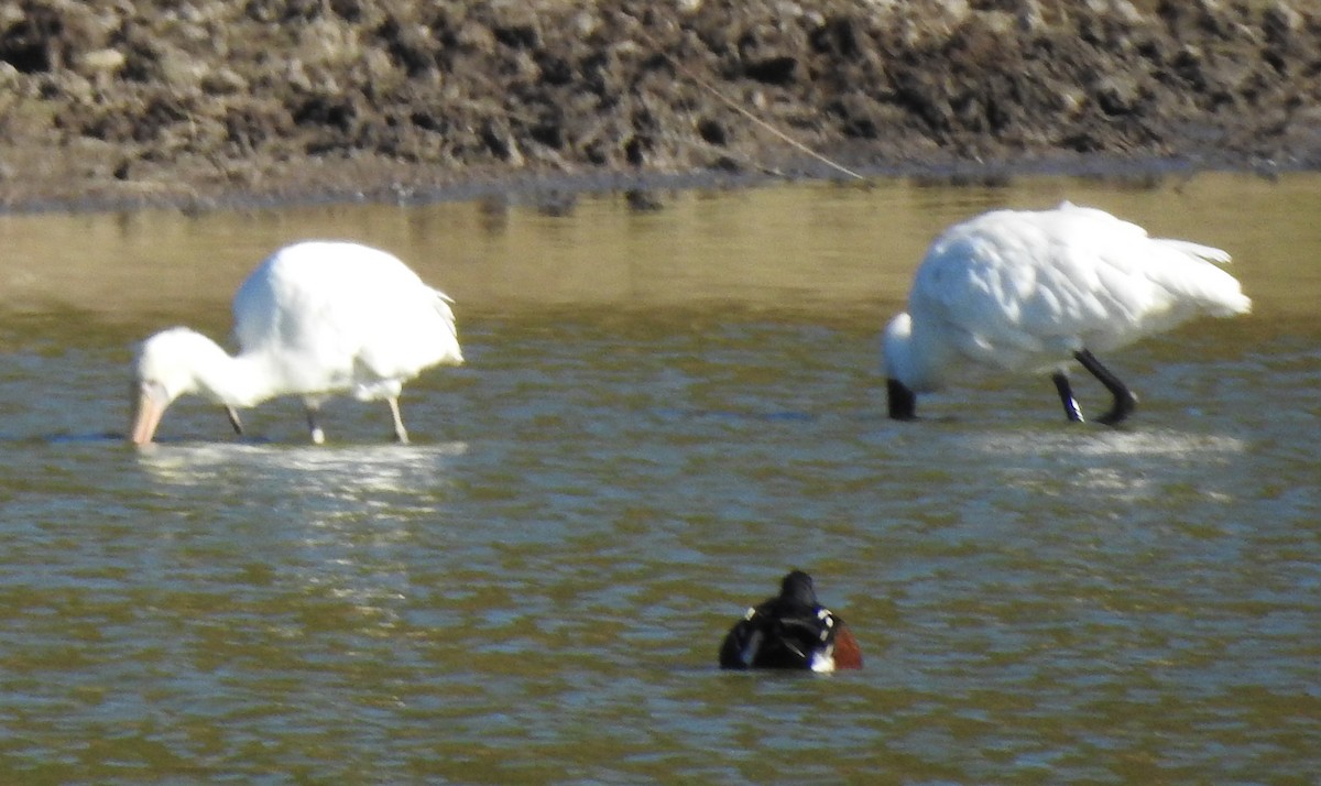 Yellow-billed Spoonbill - ML619261971